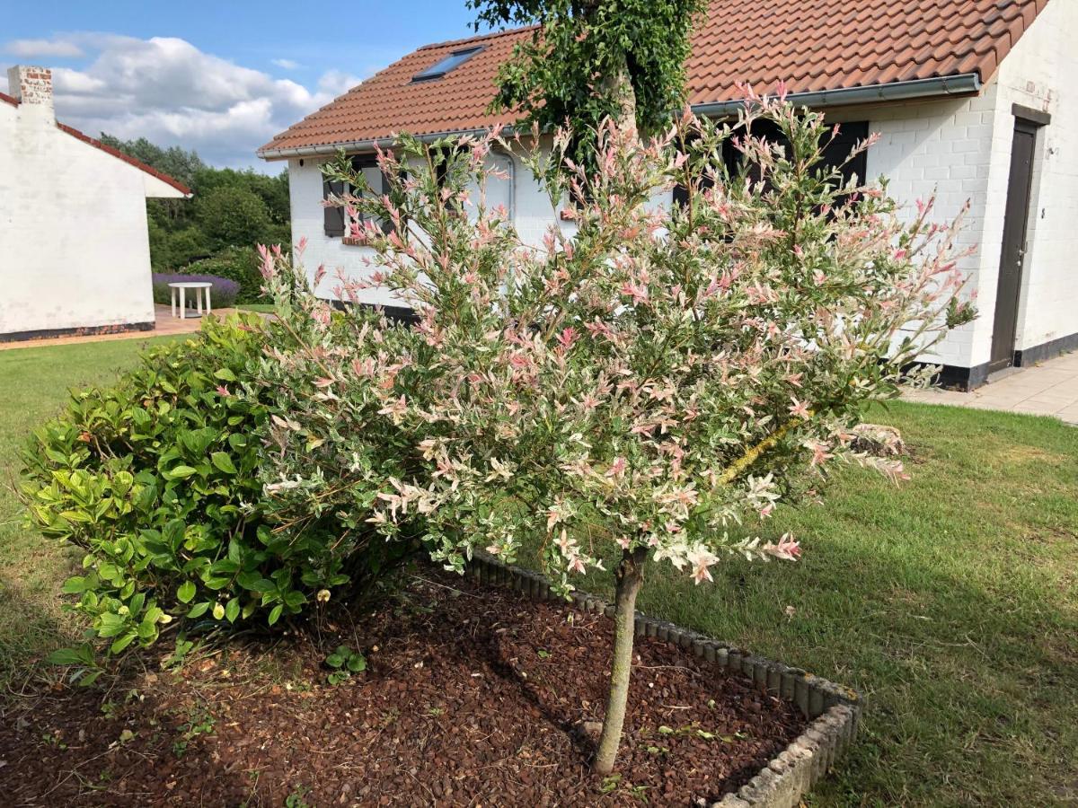 Villa Mijn Kleinhof Westouter Esterno foto